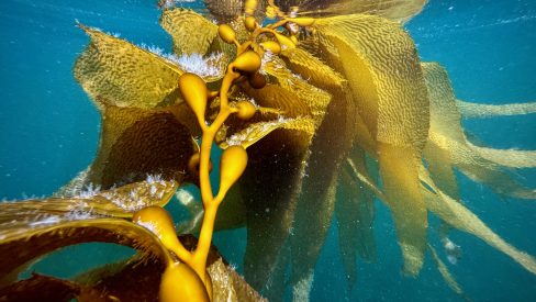 Large strand of wild giant kelp underwater